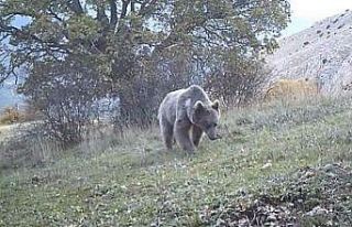 Prof. Dr. Şağdan Başkaya: "Ülkemizde ayı...