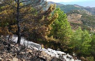 Rüzgarda devrilen ağaç, yangına sebep oldu