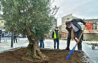 Saathane Meydanı zeytin ağaçları ile yeşilleniyor