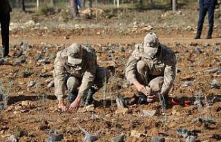 Safranbolu’da 100 bin fidan toprakla buluşturuldu