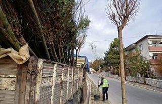 Safranbolu’da 153 adet akasya fidanı toprakla buluşturuldu.