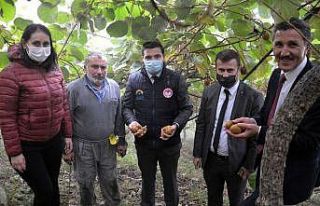 Sağanak yağış altında kivi hasadı
