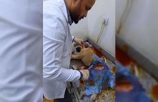 Sağlık çalışanları, kazada yaralanan köpeğe...