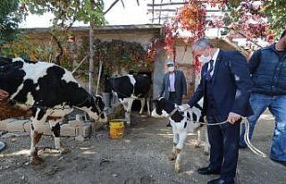 Şahinbey’de hayvan yetiştiricilerine destek sürecek