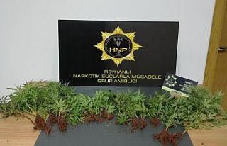 Saksılara ekili 40 kök kenevir bitkisi ele geçirildi