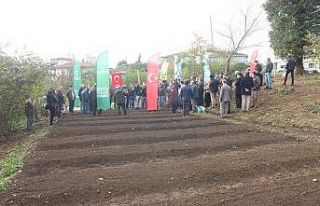 Salep artık Ünye’de de üretilecek