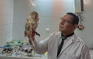 Salihli’de Peçeli Baykuş’a yardım eli