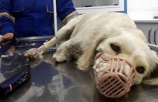 Samsun Barosu’ndan bacakları kesilen köpek hakkında...