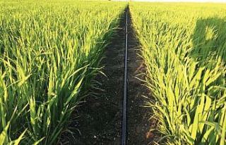 Samsun’da 30 ton soya ve 126 ton çeltik tohumu...