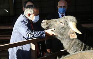 Samsun’da çiftçilere damızlık boğa dağıtımı...