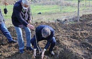 Serdivan’da meyve ağaçları toprakla buluştu