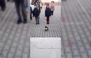 Sevimli kedi İstiklal Marşı okunurken böyle bekledi