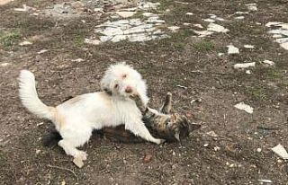 Sevimli patilerin dostluğu görenlerin içini ısıttı