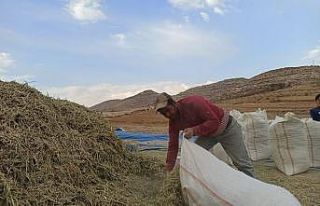 Siirt’te fıstık atığı birçok ailenin geçim...