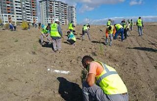 Sincan Belediyesi’nden fidan dikim şenliği