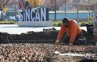 Sincan’da binlerce lale soğanı toprakla buluştu
