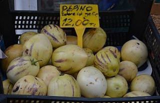 Sinop’ta pepino üretimi