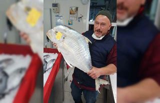 Sinop’ta yakalanan dev İskender balığı görenleri...
