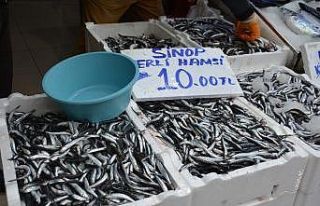 Sinop’ta yerli hamsi 10 TL’ye düştü