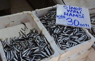 Sinop’ta yerli hamsi yüzünü gösterdi