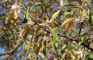 Sivas’ta Kasım ayında çiçek açtı