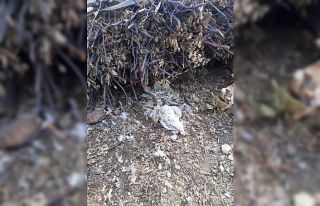 Sokak köpekleri 20 tavuğu parçaladı