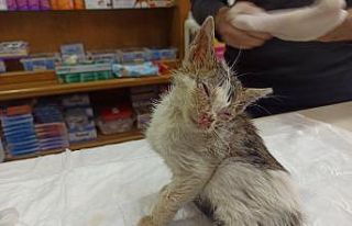 Sokakta bulunan yaralı kedi hayata tutundu