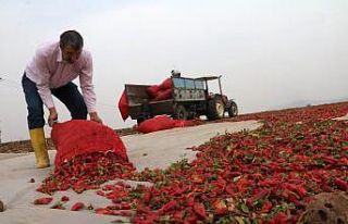 Son hasat biberler güneşe bırakılıyor