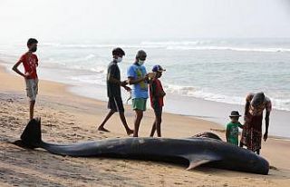 Sri Lanka’da kıyıya vuran 120 balina kurtarıldı