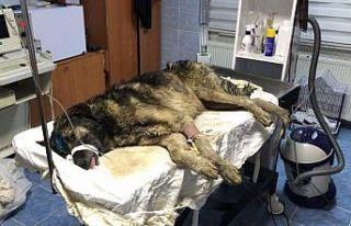 Su kuyusuna düşen köpeği belediye ekipleri kurtardı