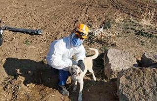 Su kuyusunda mahsur kalan köpek kurtarıldı