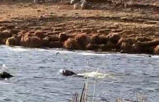 Su Samuru, amatör kamerada