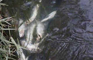 Şüpheli balık ölümü sanıldı ama gerçek sonra...