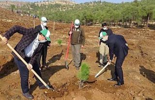 Suriye sınırında 300 bin fidan dikiliyor