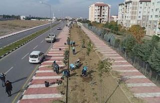 Susuzluğa dayanıklı bitkiler Manisa’yı renklendirecek