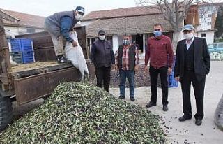 Tağşişin önlenmesine dair kanun zeytincileri sevindirdi