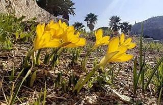 Tarihi Güvercinada’nın doğal çiçekleri açmaya...