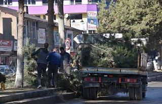 Tatvan Belediyesinden ağaç budama çalışması