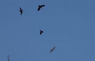 Tedavisinin ardından salınan atmacaya kargalar saldırdı