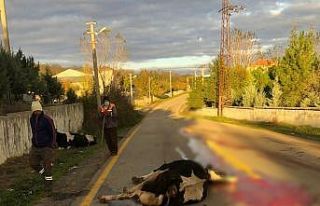 Tekirdağ’da araç inek sürüsüne daldı: 1 yaralı