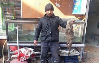 Tercan Barajında balıkçı ağına nesli tükenme...