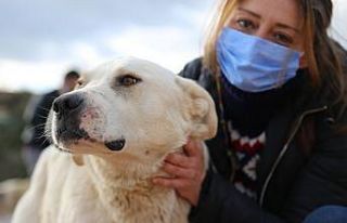 Terk edilen köpekler aç kalmasın diye gece gündüz...