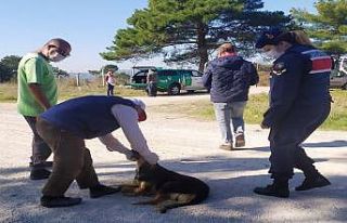 Terk edilen köpeklere jandarma sahip çıktı