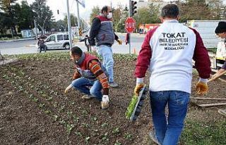Tokat, kışa rengarenk hazırlanıyor