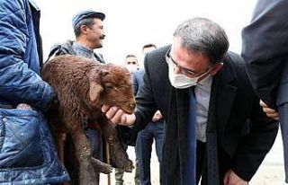 Tokatlı 305 çiftçiye 26 bin 352 küçükbaş hayvan...