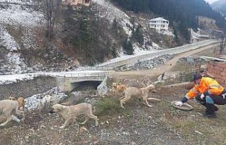 Trabzon’da sahipsiz canlar unutulmuyor