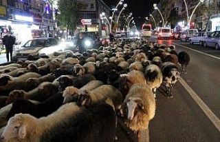Trafik durdu, koyun sürücü geçti