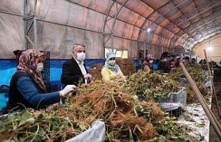 Türkiye’nin çilek fidesi Kayseri’den