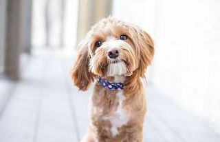 Türkiye’nin yüzde 6’sı köpek sahibi