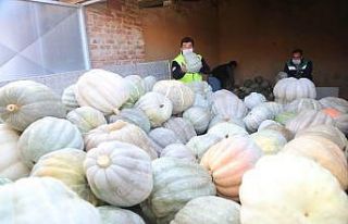 Ürettiği 3 ton bal kabağını ihtiyaç sahipleri...